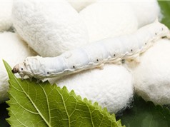 Tiềm năng phát triển vật liệu mang thuốc từ chiết xuất kén tằm 